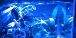 Aquarium Lighting