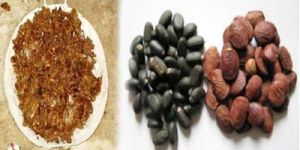 Non Edible Oil Seeds