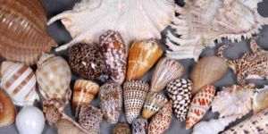 Sea Shells
