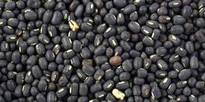 Black Matpe Beans