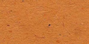 Y 056 Coated Bagasse Paper