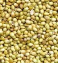 Coriander Seeds