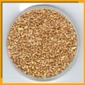 Wheat