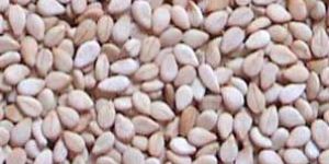 Natural Sesame Seeds