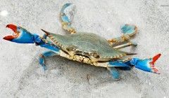 Blue Crabs