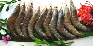 Vannamei Shrimp