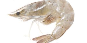 White Shrimp