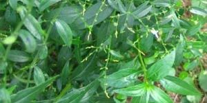 Andrographis Paniculata Powder