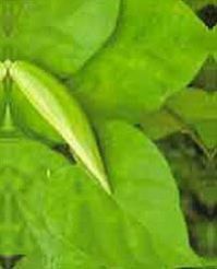 Leptadenia Reticulata Powder