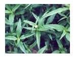 Tephrosia Purpurea Powder