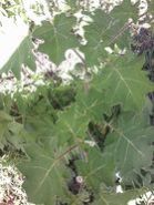 Solanum Xanthocarpum