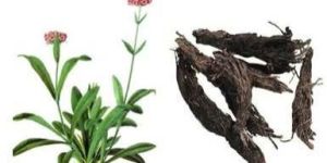 Spikenard Oil - Brown