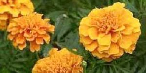 Tagetes Oil