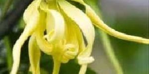 Ylang Ylang Oil
