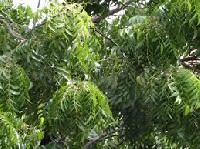 Neem Plant