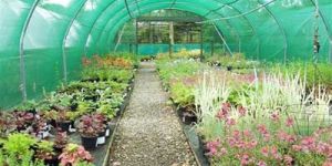 Nursery Plants