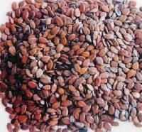 Subabul Seeds