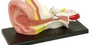 Human Ear Model