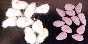 Cotton Seeds