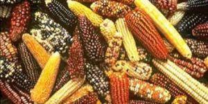 Raw Maize