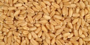 Wheat Seeds