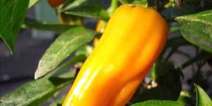 Pili Mirchi
