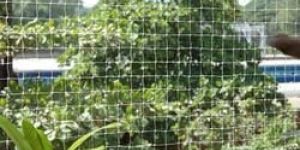 Bird Protection Net