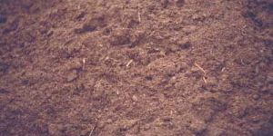 Peat Moss
