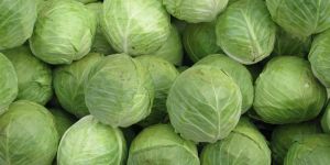 Fresh Cabbage
