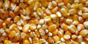 Yellow Corn