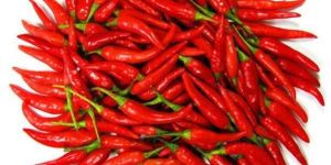 Fresh Red Chilli