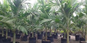 Mirchi Meri Green Palm