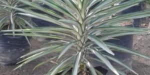 Silver Yucca Plant