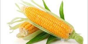 Maize