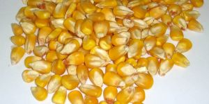 Yellow Maize