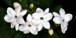 Fresh Jasmine Flower