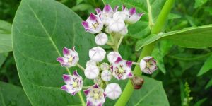 Calotropis Procera Herb