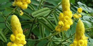 Cassica Alta Dry Leafs