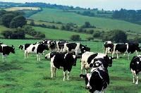 Agricultural Livestock