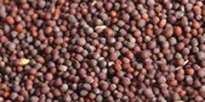 Ambikas Mustard Seeds