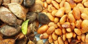 Pongamia Pinnata Seeds