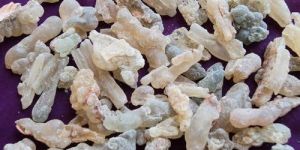 Salai Guggul Boswellia Serrata