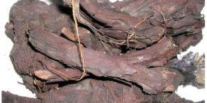 Terminalia Arjuna Bark Extracts