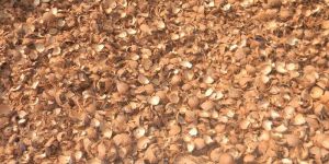 Cracked Coconut Shell