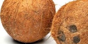 FULLY HUSK COCONUT