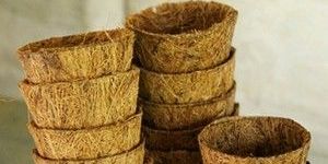 Seed Germination Cup