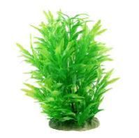 Aquarium Plant
