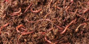 Earthworm Seeds