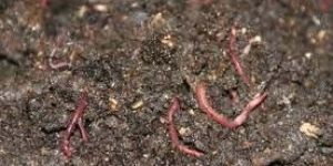 Organic Vermicompost