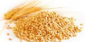 Wheat Seeds
